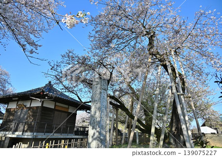 埼玉縣東光寺的石戶鐮櫻 139075227