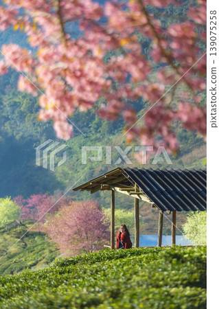 Woman in red enjoying a serene view amidst blooming cherry blossoms and tea fields Woman in red enjoying a serene view amidst blooming cherry blossoms and tea fields 139075258