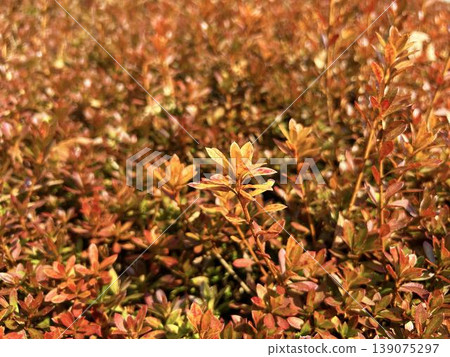 Close-up of azalea leaves bathed in sunlight Close-up of azalea leaves bathed in sunlight 139075297