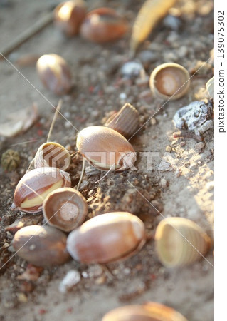 Macro shots of acorns scattered on the ground: the little stars of autumn. Macro shots of acorns scattered on the ground: the little stars of autumn. 139075302