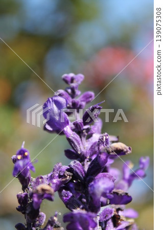 Macro photography of purple salvia: a vibrant autumn flower. Macro photography of purple salvia: a vibrant autumn flower. 139075308
