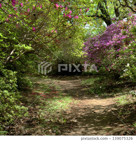 A small path formed among the plants and the natural scenery A small path formed among the plants and the natural scenery 139075326
