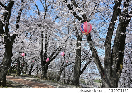 山梨縣桃花春季慶典 山梨縣桃花春季慶典 139075385