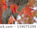 改變葉子的Momiji 139075399