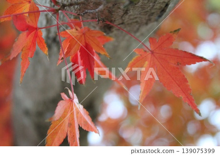 改變葉子的Momiji 改變葉子的Momiji 139075399