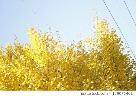 The yellow-colored ginkgo biloba The yellow-colored ginkgo biloba 139075401