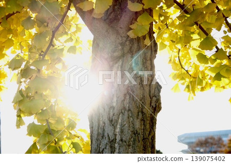 Autumn leaves ginkgo Autumn leaves ginkgo 139075402