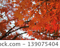 秋天的樹葉，鮮紅的楓樹，秋天，秋天的樹葉，給你一種季節感 139075404