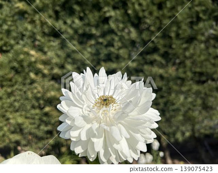 A close-up of a white anemone bathed in sunlight. 139075423