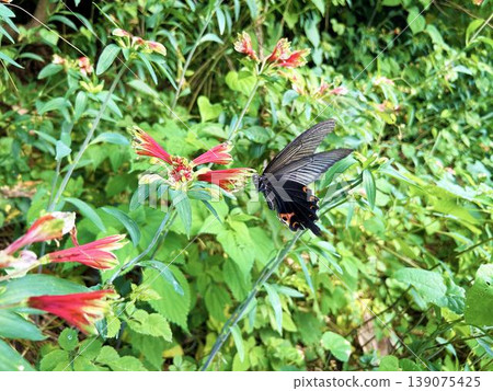 Alstroemeria flowers and a black swallowtail butterfly Alstroemeria flowers and a black swallowtail butterfly 139075425