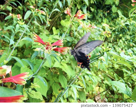 六出花和一隻黑鳳蝶 六出花和一隻黑鳳蝶 139075427