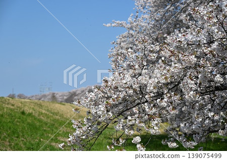 Kumagaya Cherry Blossom Embankment in full bloom, Saitama 139075499