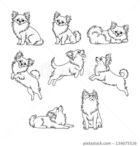 Pomeranian dogs in various playful poses and expressions against a simple background Pomeranian dogs in various playful poses and expressions against a simple background 139075526