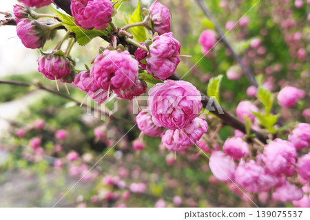 Close-up of pink blooms of Louiseania triloba, Prunus triloba double flowers, on a branch with soft bokeh and fresh green leaves. Spring Garden shrub detail, seasonal flowering, ornamental planting Close-up of pink blooms of Louiseania triloba, Prunus triloba double flowers, on a branch with soft bokeh and fresh green leaves. Spring Garden shrub detail, seasonal flowering, ornamental planting 139075537