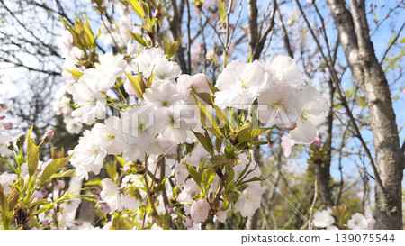 Close view of blossoming sakura, ornamental cherry branches with gentle pink and white blooms under a clear blue sky. Garden plant detail, seasonal flowering, outdoor botanical texture Close view of blossoming sakura, ornamental cherry branches with gentle pink and white blooms under a clear blue sky. Garden plant detail, seasonal flowering, outdoor botanical texture 139075544
