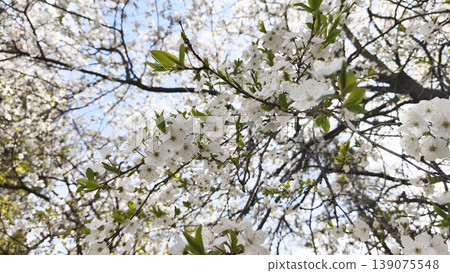 Blooming cherry tree branches with delicate white flowers and fresh green leaves, Garden tree detail, seasonal flowering, ornamental planting and outdoor botanical texture Blooming cherry tree branches with delicate white flowers and fresh green leaves, Garden tree detail, seasonal flowering, ornamental planting and outdoor botanical texture 139075548