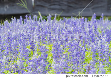 A refreshing summer flower field with blue salvias in full bloom. 139075556