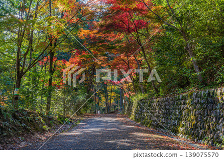 Scenery of Aichi Prefectural Forest in Shinshiro City (Aichi Prefecture) Scenery of Aichi Prefectural Forest in Shinshiro City (Aichi Prefecture) 139075570