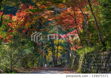 Scenery of Aichi Prefectural Forest in Shinshiro City (Aichi Prefecture) Scenery of Aichi Prefectural Forest in Shinshiro City (Aichi Prefecture) 139075571