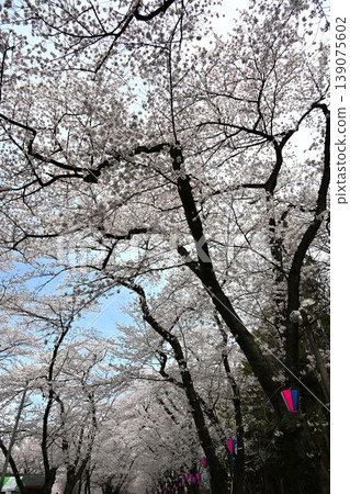 The thousand cherry trees on the southern slope of Mt. Akagi are in full bloom in Gunma Prefecture. The thousand cherry trees on the southern slope of Mt. Akagi are in full bloom in Gunma Prefecture. 139075602