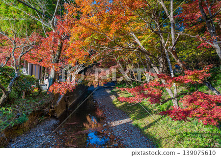 Autumn foliage at Oguni Shrine, Ichinomiya, Totomi Province, Morimachi (Shizuoka Prefecture) Autumn foliage at Oguni Shrine, Ichinomiya, Totomi Province, Morimachi (Shizuoka Prefecture) 139075610