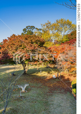 Autumn foliage scenery at Tobayama Park in Hamamatsu City (Shizuoka Prefecture) 139075659