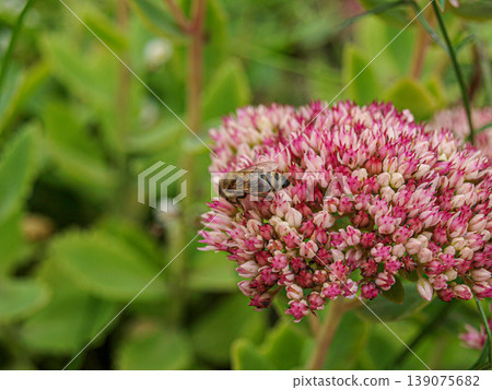 Macro Photography of Honey Bee on Red Sedum Inflorescence: Detailed Botanical Study of Garden Succulent and Pollinator Activity Macro Photography of Honey Bee on Red Sedum Inflorescence: Detailed Botanical Study of Garden Succulent and Pollinator Activity 139075682