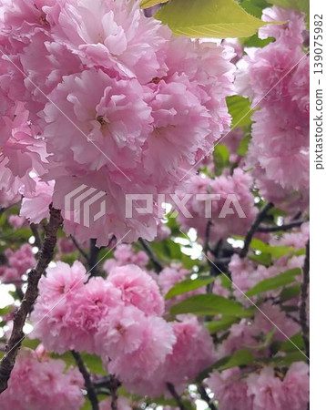Beautiful pink twin cherry trees Beautiful pink twin cherry trees 139075982
