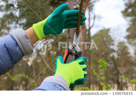 Gardener wearing turquoise gloves trims the branches of a bush with sharp pruning shears. Human hands, seasonal garden and orchard maintenance Gardener wearing turquoise gloves trims the branches of a bush with sharp pruning shears. Human hands, seasonal garden and orchard maintenance 139076835