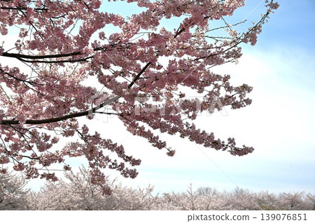 The thousand cherry trees on the southern slope of Mt. Akagi are in full bloom in Gunma Prefecture. The thousand cherry trees on the southern slope of Mt. Akagi are in full bloom in Gunma Prefecture. 139076851