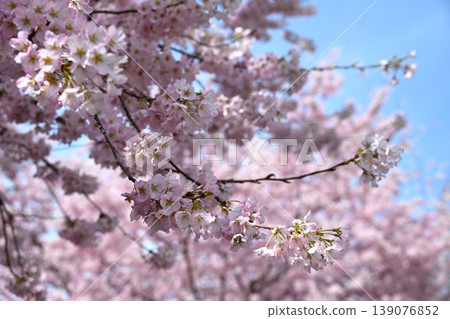 The thousand cherry trees on the southern slope of Mt. Akagi are in full bloom in Gunma Prefecture. The thousand cherry trees on the southern slope of Mt. Akagi are in full bloom in Gunma Prefecture. 139076852