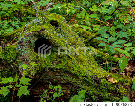 Mystical Forest Guardian: Ancient Mossy Snag Resembling a Mythical Head, Natural Wood Sculpture in Deep Forest Atmosphere Mystical Forest Guardian: Ancient Mossy Snag Resembling a Mythical Head, Natural Wood Sculpture in Deep Forest Atmosphere 139076858