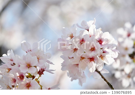 Peach Blossom Spring Festival, Yamanashi Peach Blossom Spring Festival, Yamanashi 139076895
