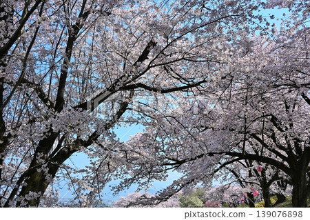 Peach Blossom Spring Festival, Yamanashi Peach Blossom Spring Festival, Yamanashi 139076898