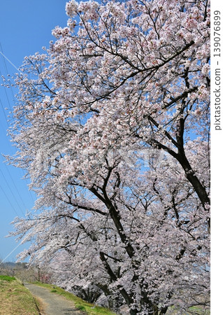 Peach Blossom Spring Festival, Yamanashi Peach Blossom Spring Festival, Yamanashi 139076899