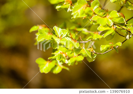 Green leaves on branch of hazelnut filbert tree. 139076910