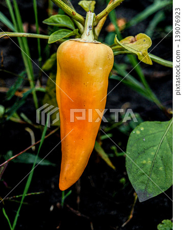 Vertical Composition of Long Ripe Orange Pepper Emerging from Dark Natural Background: Dramatic Light and Organic Form Vertical Composition of Long Ripe Orange Pepper Emerging from Dark Natural Background: Dramatic Light and Organic Form 139076923