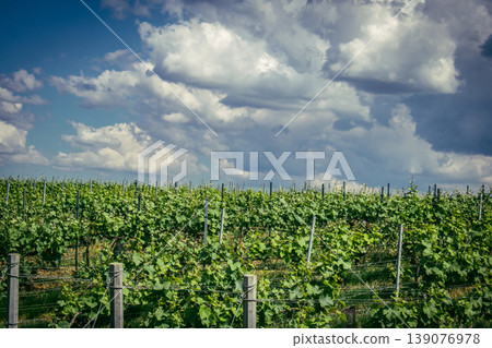 Champagne vineyards, Reims, France Champagne vineyards, Reims, France 139076978