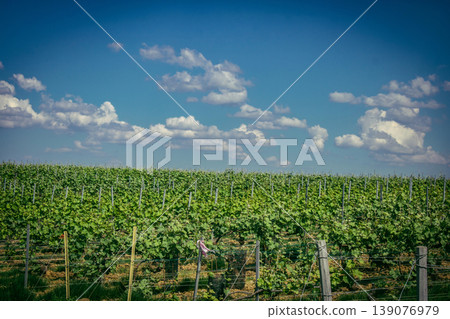 Champagne vineyards, Reims, France Champagne vineyards, Reims, France 139076979