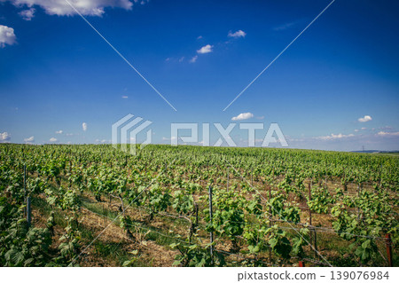 Champagne vineyards, Reims, France 139076984