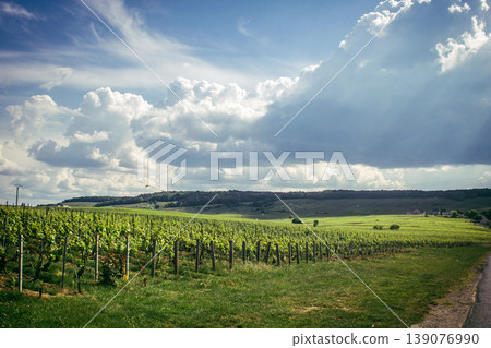 Champagne vineyards, Reims, France Champagne vineyards, Reims, France 139076990