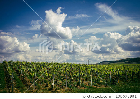 Champagne vineyards, Reims, France Champagne vineyards, Reims, France 139076991