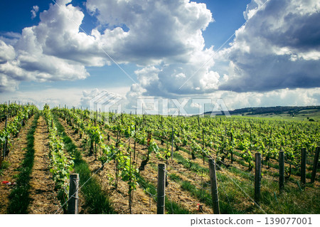 Champagne vineyards, Reims, France 139077001
