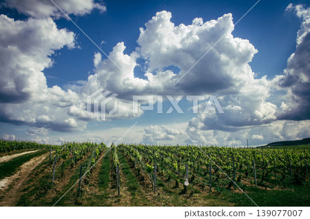 Champagne vineyards, Reims, France 139077007