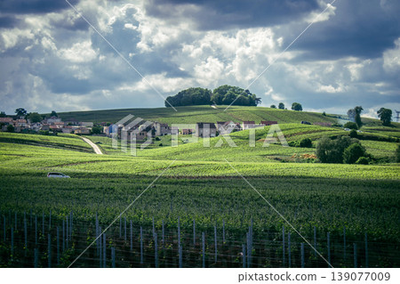 Champagne vineyards, Reims, France Champagne vineyards, Reims, France 139077009