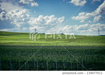 Champagne vineyards, Reims, France Champagne vineyards, Reims, France 139077011