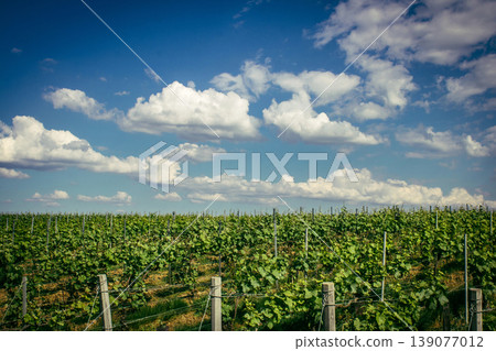 Champagne vineyards, Reims, France 139077012