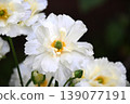 Japanese anemone 139077191
