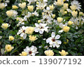 A field of white and yellow flowers 139077192