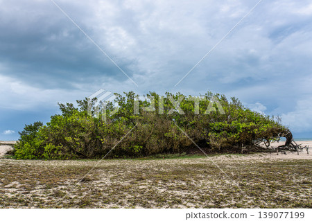 Arvore da Preguica, Sloth Tree in Jericoacoara, Brazil. Summer landscape with a beautiful tree in the middle of the dunes 139077199